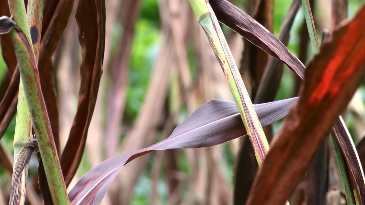 Ctrl+Z ingredient focus – RedNatural, supercharged sorghum!